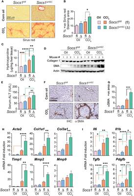 Hepatic stellate cell-intrinsic role of SOCS1 in controlling hepatic fibrogenic response and the pro-inflammatory macrophage compartment during liver fibrosis